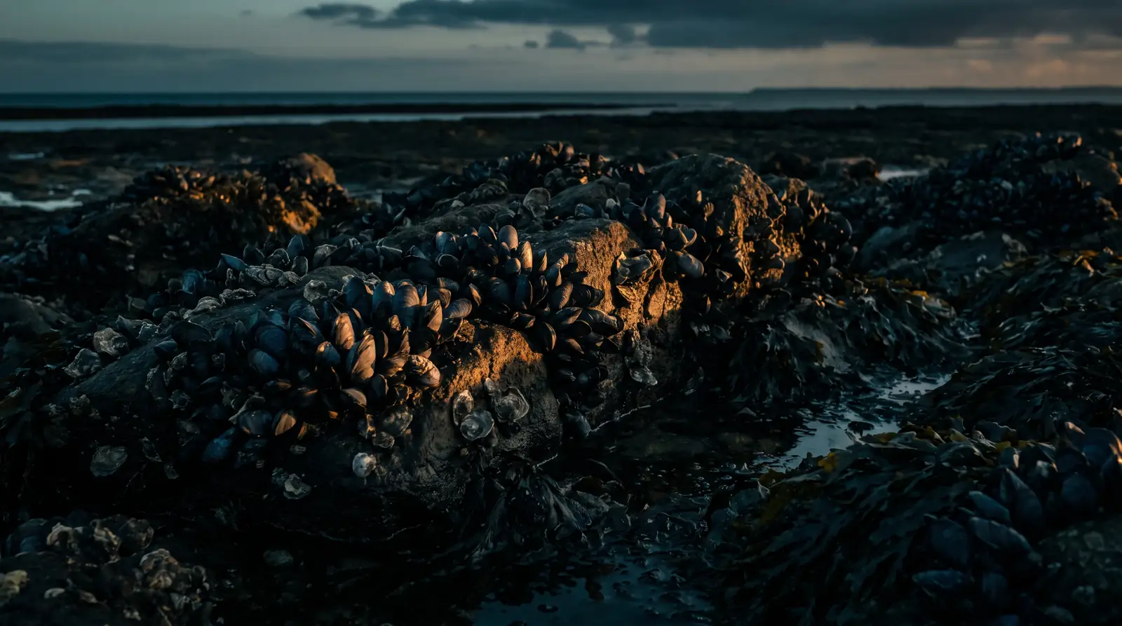 Des rochers couverts de moules sauvages et de petites huîtres à marée basse, au crépuscule, sur la côte atlantique