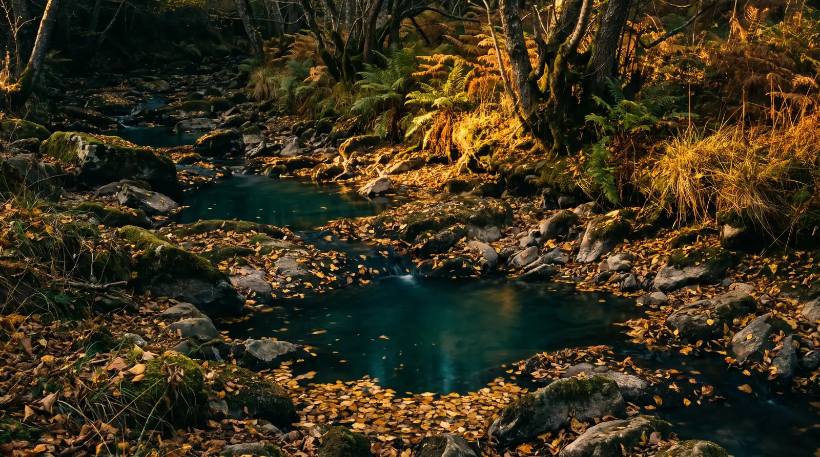 Un petit ruisseau à truites réduit à une suite de flaques entre des pierres moussues, des feuilles d'automne posées sur l'eau