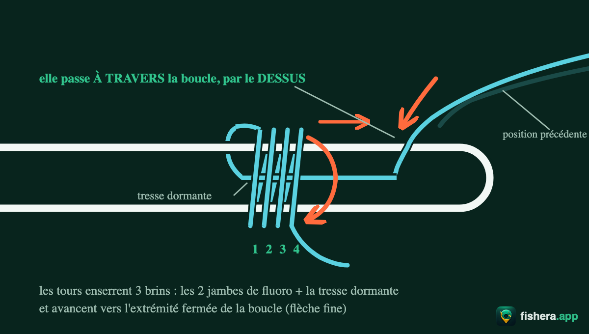 Étape 2 du nœud Albright : la tresse traverse la boucle de fluorocarbone puis enroule ses premiers tours autour des trois brins