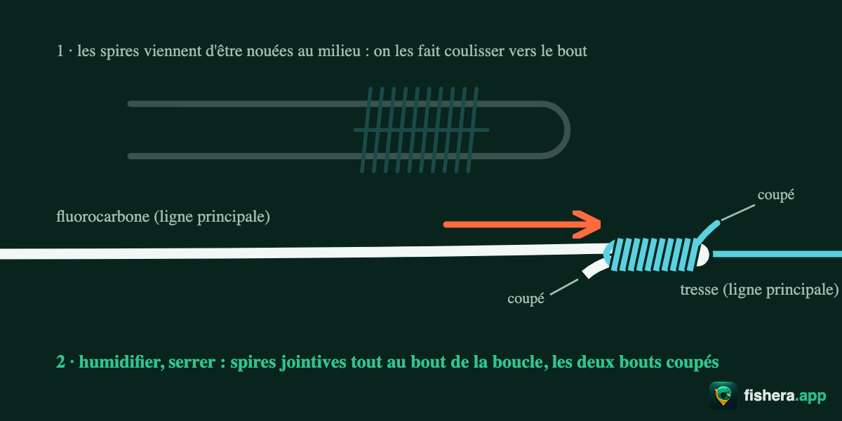 Étape 4 du nœud Albright : les spires coulissent vers le bout de la boucle, puis le nœud serré — spires jointives, deux bouts coupés