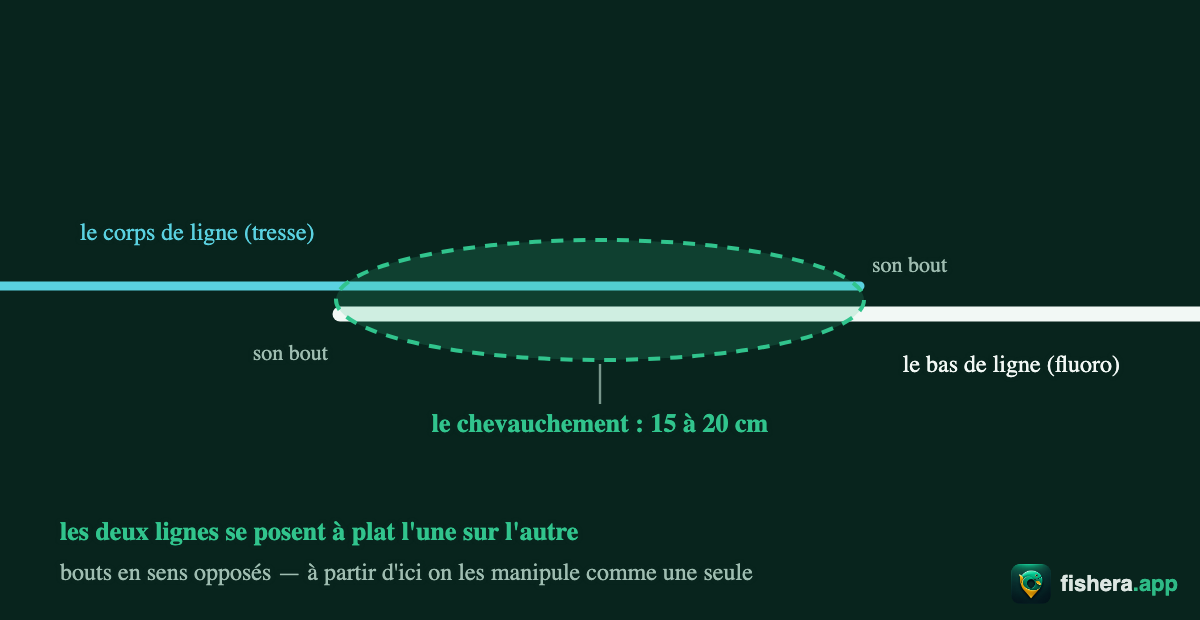Étape 1 du nœud de chirurgien : le bas de ligne posé sur le corps de ligne, chevauchement de 15 à 20 cm, bouts en sens opposés