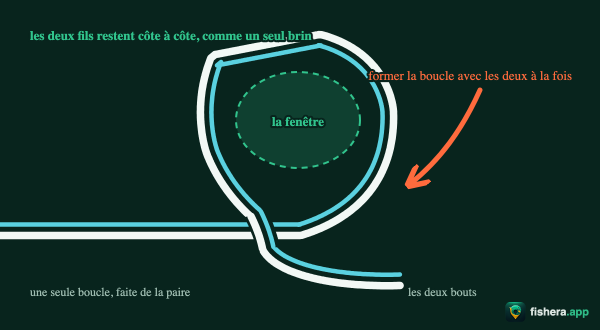 Étape 2 du nœud de chirurgien : les deux lignes tenues ensemble forment une seule boucle, les deux fils côte à côte