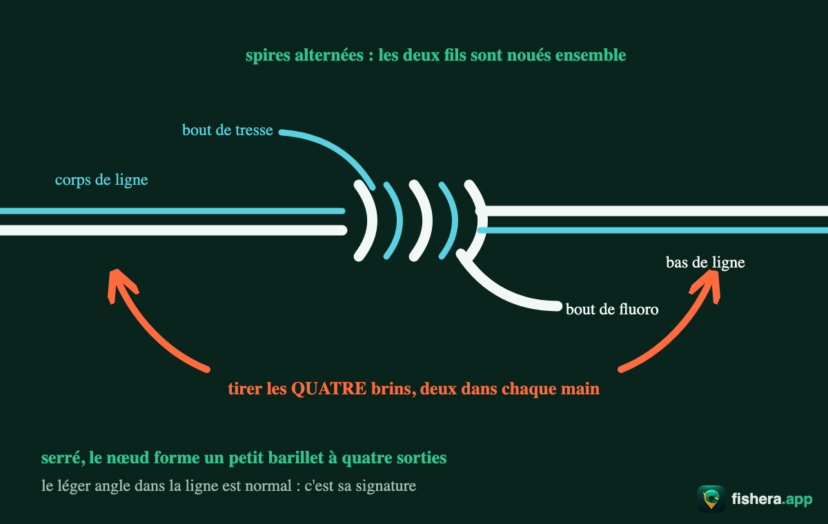 Étape 4 du nœud de chirurgien : le nœud serré en barillet aux spires alternées, quatre sorties, deux bouts courts à couper