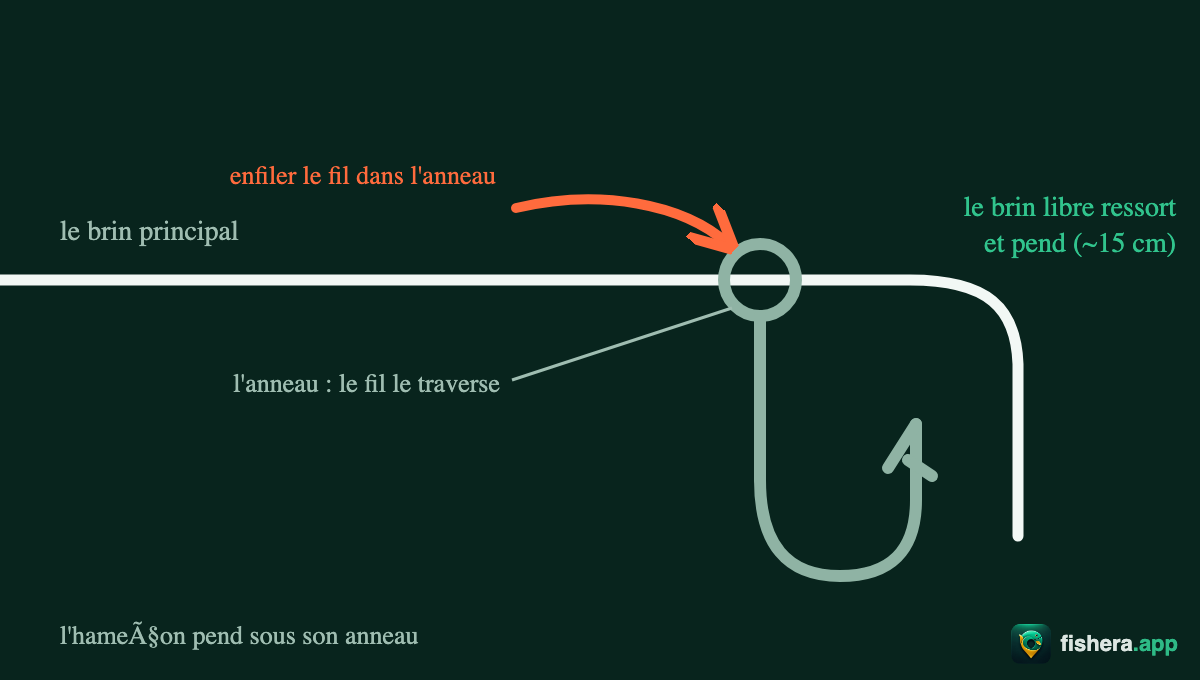 Étape 1 du nœud de clinch amélioré : le fil traverse l'anneau de l'hameçon, le brin libre ressort et pend