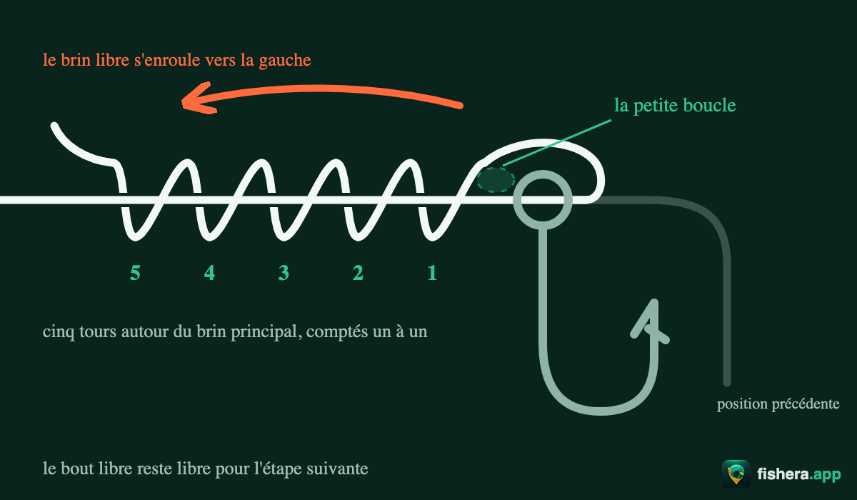 Étape 2 du nœud de clinch amélioré : cinq tours du brin libre autour du brin principal, comptés un à un — la petite boucle apparaît près de l'anneau