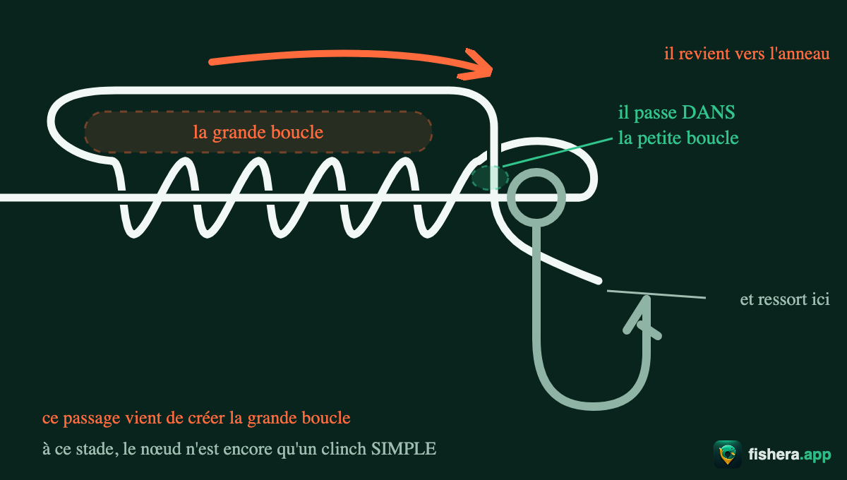 Étape 3 du nœud de clinch amélioré : le bout revient vers l'anneau et passe dans la petite boucle, ce qui crée la grande boucle
