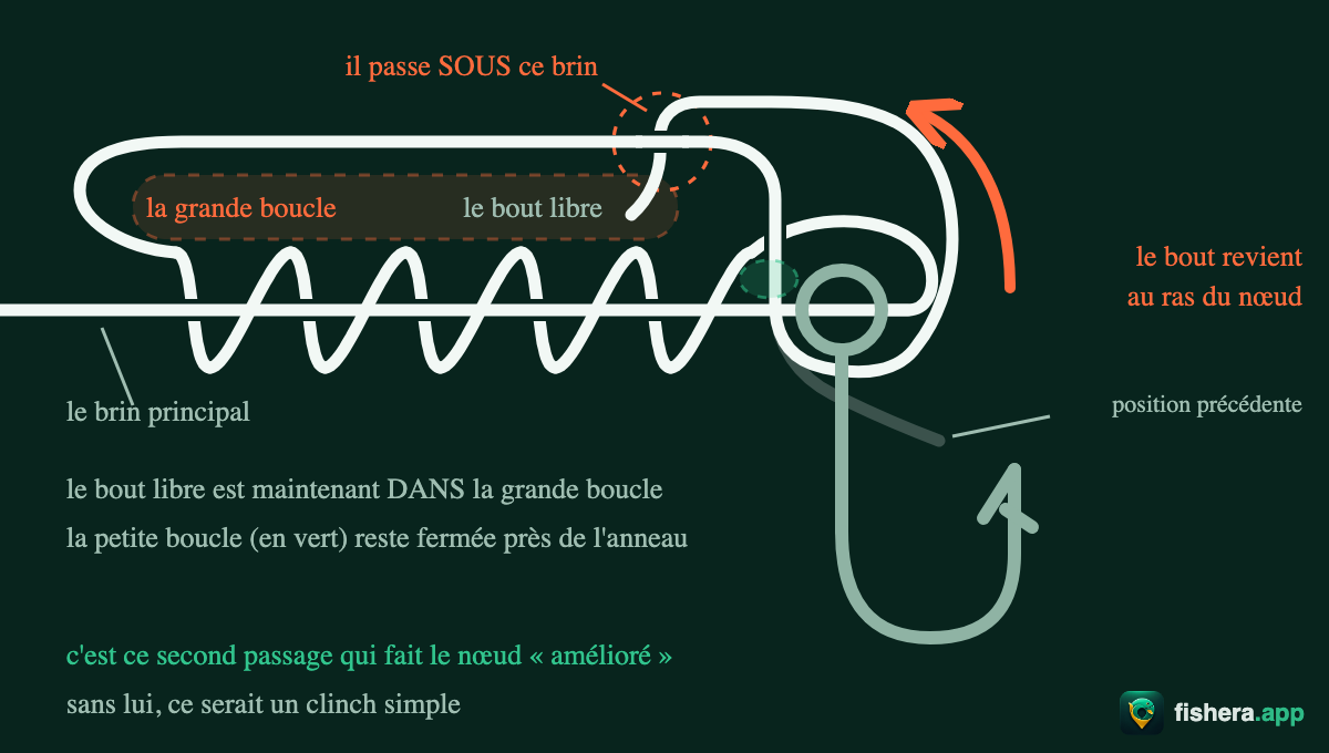 Étape 4 du nœud de clinch amélioré : le second passage, dans la grande boucle — c'est lui qui rend le clinch « amélioré »