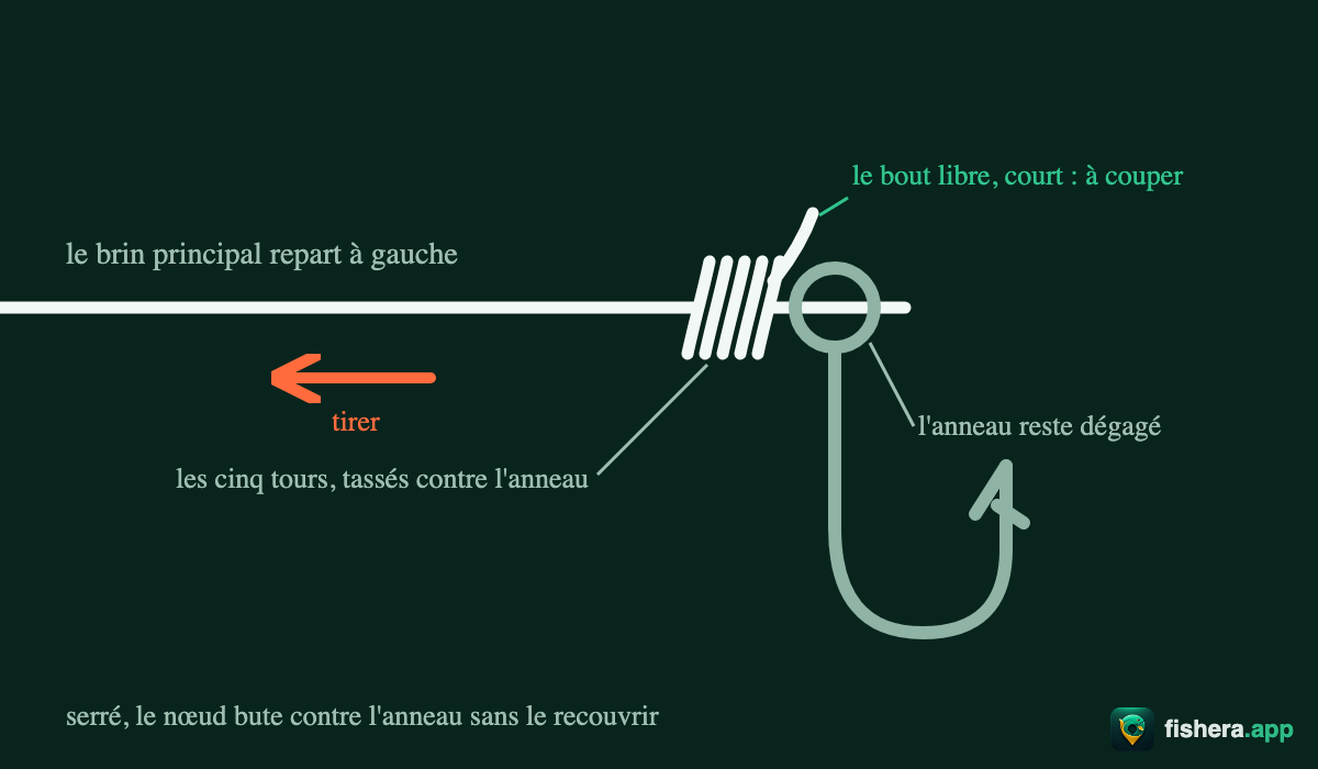 Étape 5 du nœud de clinch amélioré : nœud serré, cinq tours tassés contre l'anneau, bout libre court à couper