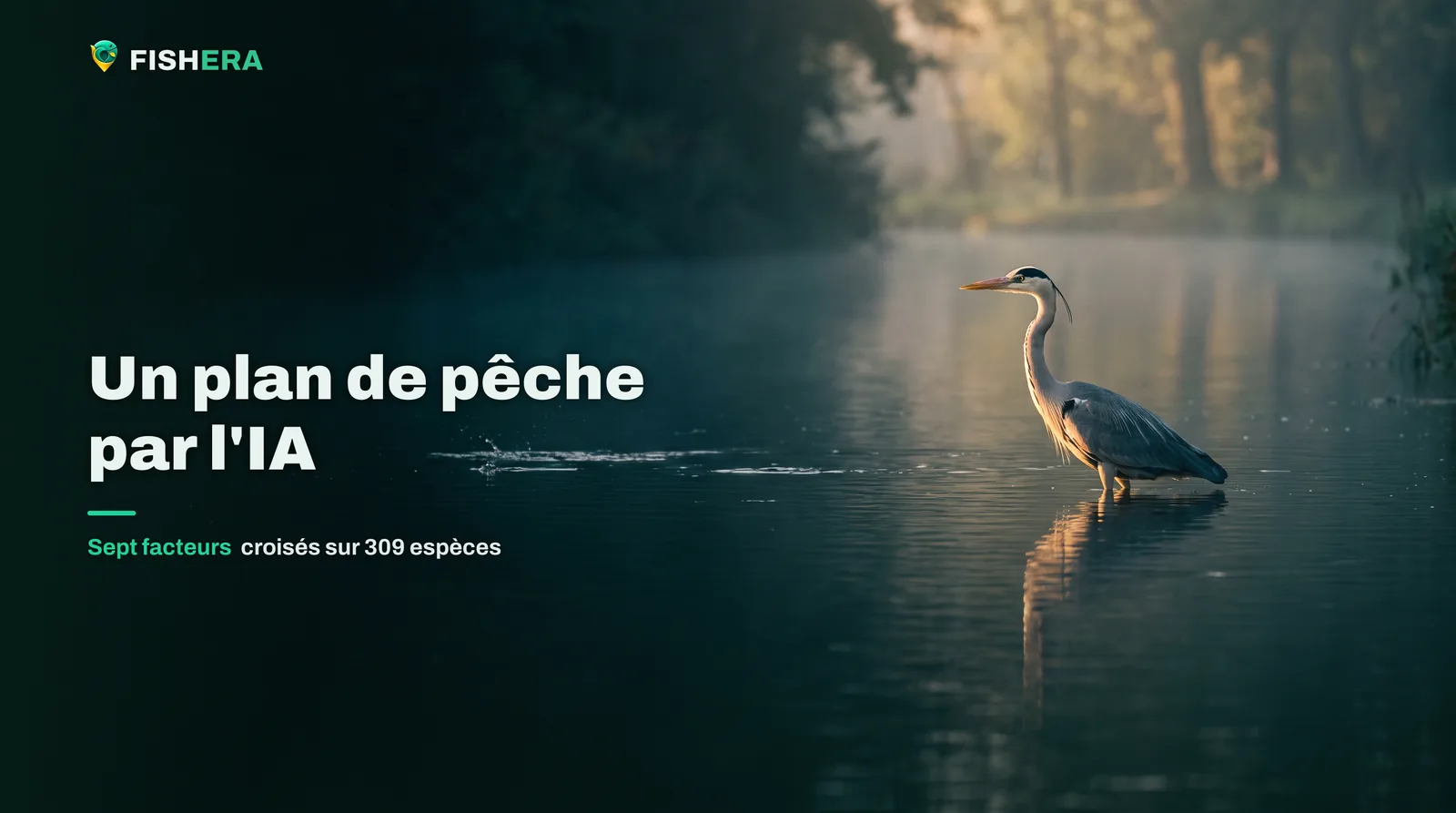 Un héron cendré immobile dans les bas-fonds d'un canal à l'aube, une gerbe de fretin éclatant la surface un peu plus loin