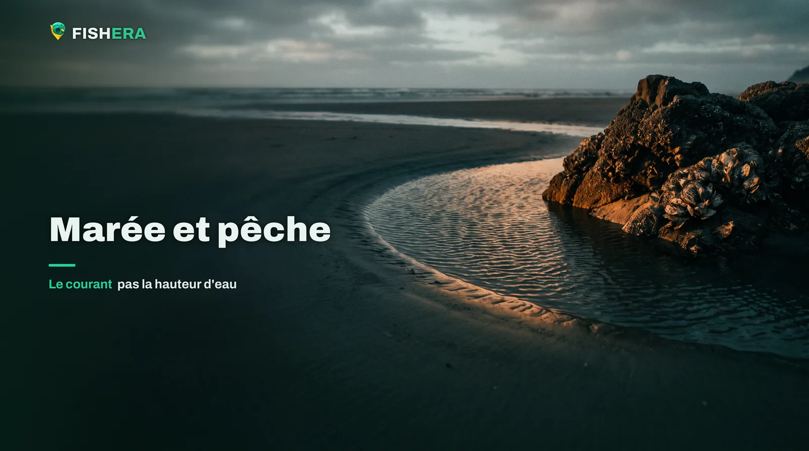 Une veine de courant creusée dans le sable à marée descendante, contournant un rocher couvert d'huîtres