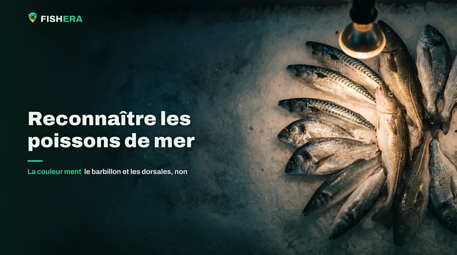Plusieurs poissons de mer de formes différentes alignés sur de la glace pilée à l'étal d'un port, avant l'ouverture