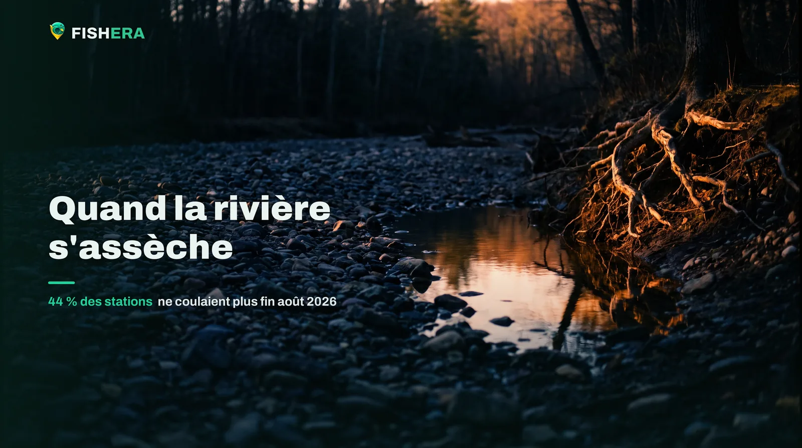 Un lit de rivière réduit à des galets secs, une dernière flaque isolée retenant de l'eau, des racines d'arbre déchaussées sur la berge