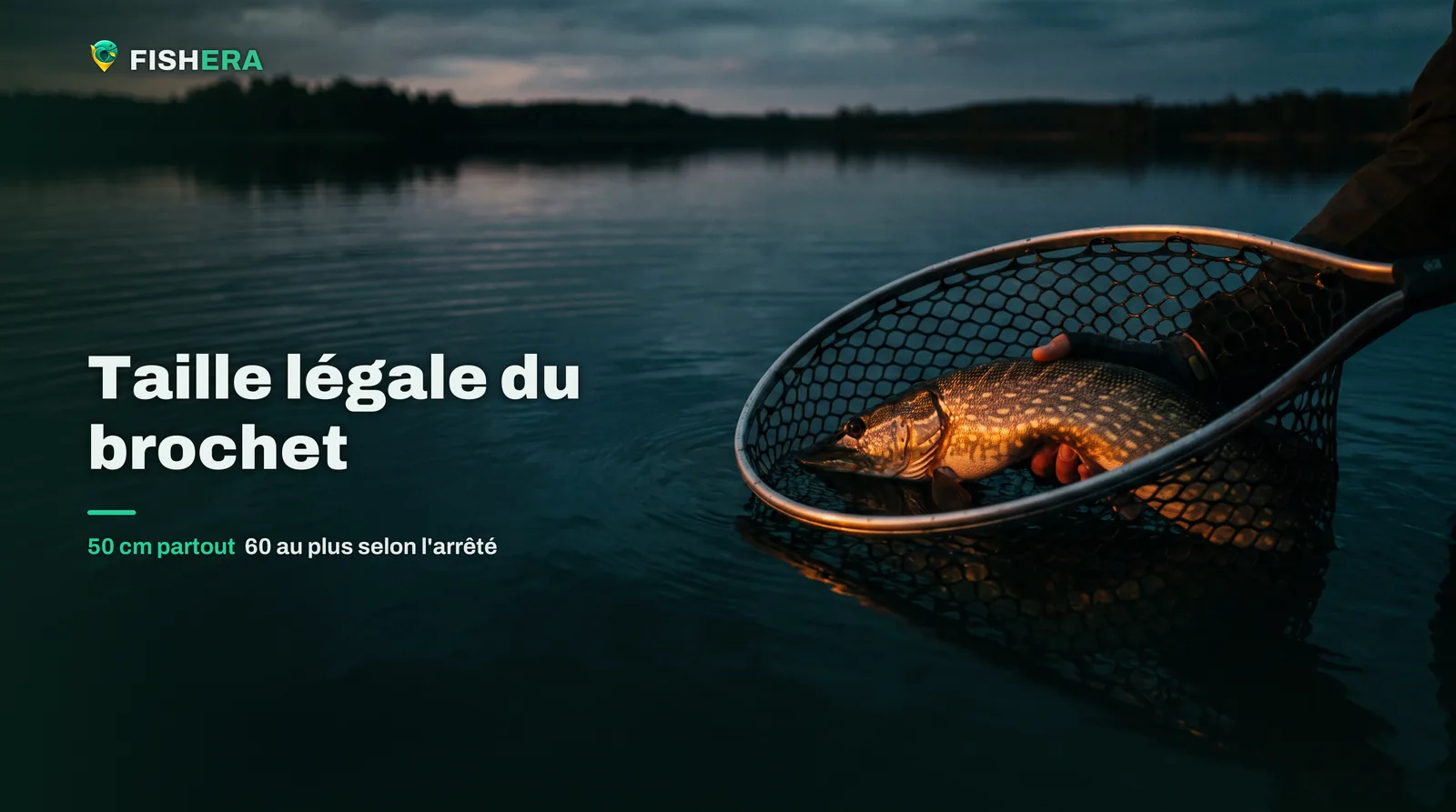 Un grand brochet tenu dans une épuisette sans nœuds, juste sous la surface d'un lac sombre au crépuscule, avant d'être relâché