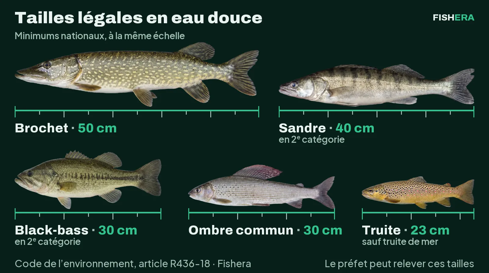 Planche de cinq poissons d'eau douce vus de profil, à la même échelle, chacun au-dessus d'une règle de sa taille légale minimale. Brochet 50 cm, sandre 40 cm en 2e catégorie, black-bass 30 cm en 2e catégorie, ombre commun 30 cm, truite 23 cm sauf truite de mer. Source Code de l'environnement, article R436-18