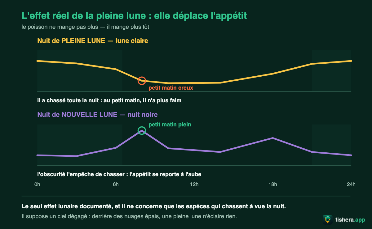 Comparaison de l'activité alimentaire sur vingt-quatre heures entre une nuit de pleine lune, où le poisson a chassé toute la nuit et boude au petit matin, et une nuit de nouvelle lune, où l'appétit se reporte à l'aube