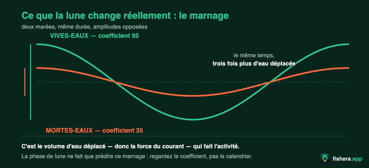 Comparaison des courbes de marée en vives-eaux (coefficient 95) et en mortes-eaux (coefficient 35) : trois fois plus d'eau déplacée dans le même temps
