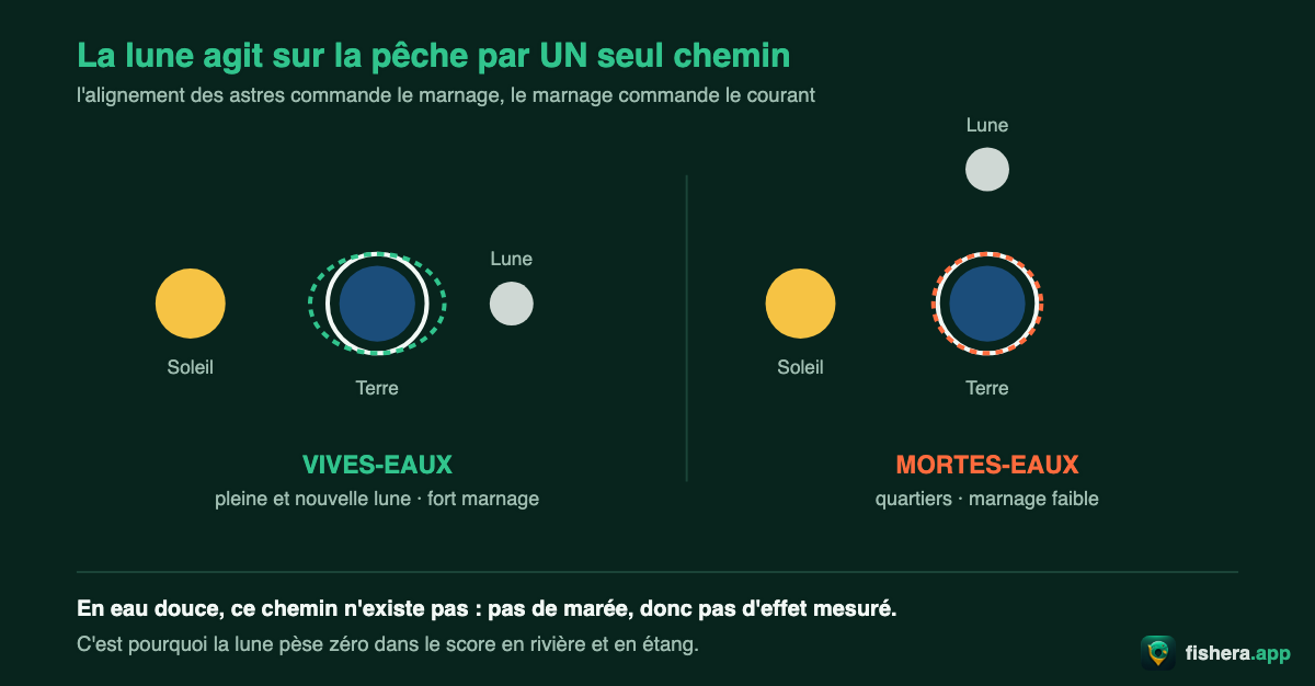 Schéma de l'alignement Soleil-Terre-Lune : vives-eaux en pleine et nouvelle lune, mortes-eaux aux quartiers — le seul chemin par lequel la lune agit sur la pêche