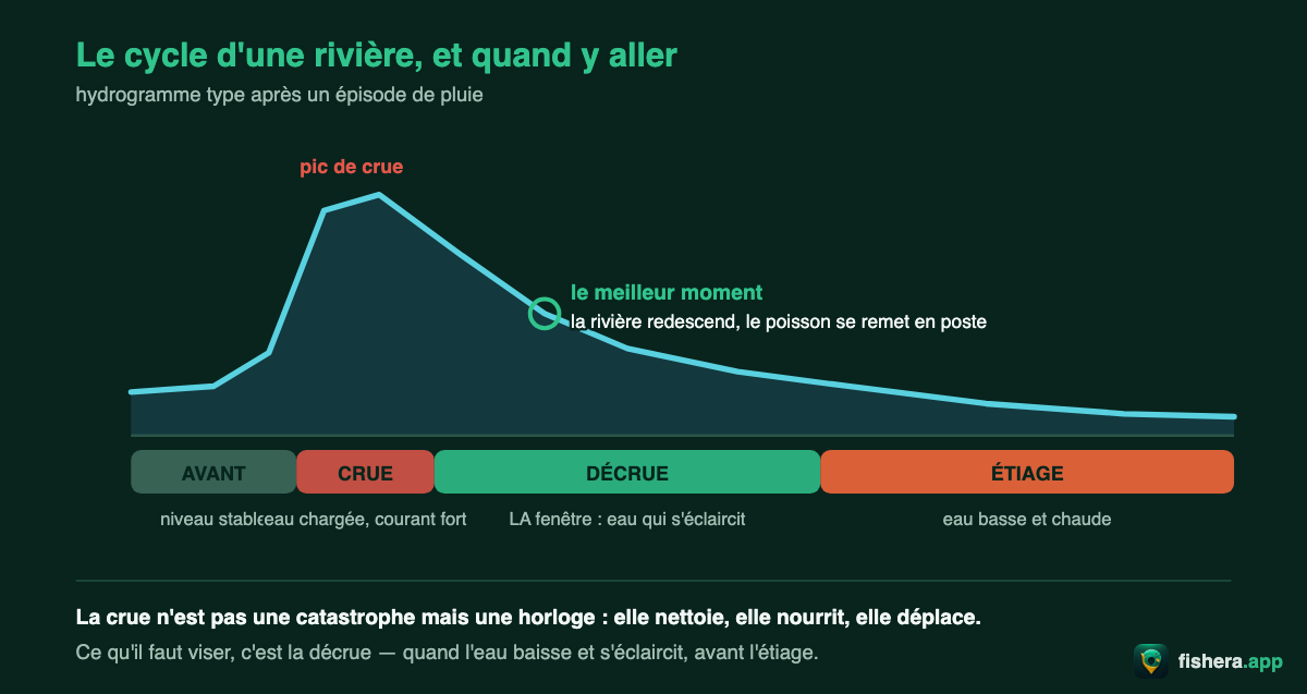 Hydrogramme montrant les quatre phases d'une rivière — niveau stable, crue, décrue et étiage — et la fenêtre de pêche optimale en décrue