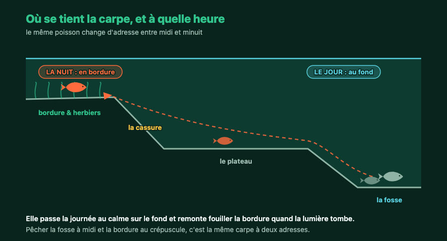 Coupe d'un plan d'eau montrant la carpe au fond de la fosse le jour et en bordure la nuit