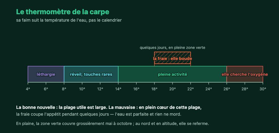 Échelle de température de l'eau de 4 à 30 degrés avec les plages d'activité de la carpe