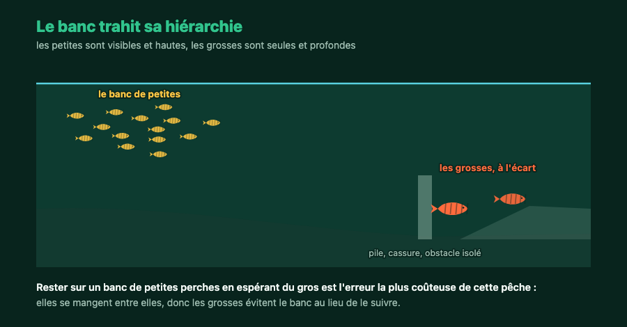 Coupe montrant un banc de petites perches en pleine eau et des grosses perches isolées près d'une structure profonde