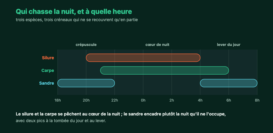 Créneaux d'activité nocturne du silure, de la carpe et du sandre entre 18 h et 8 h