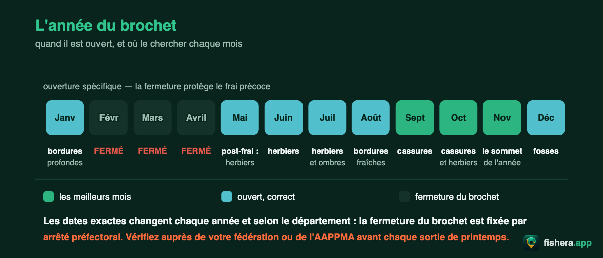 Calendrier annuel du brochet : fermeture au printemps, meilleurs mois de septembre à novembre, et où le chercher chaque mois