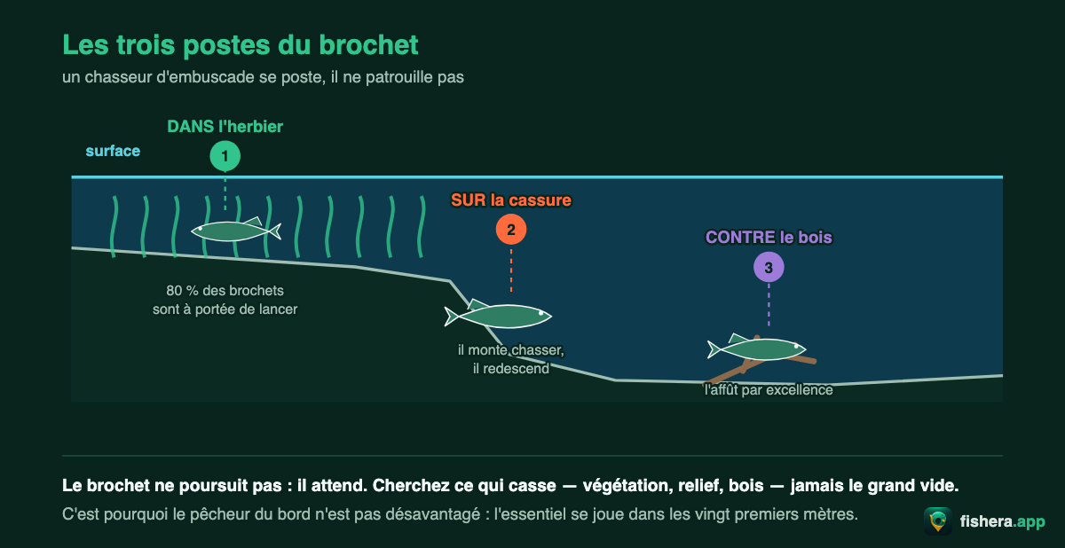 Coupe d'une berge montrant les trois postes du brochet : dans l'herbier, sur la cassure et contre le bois noyé