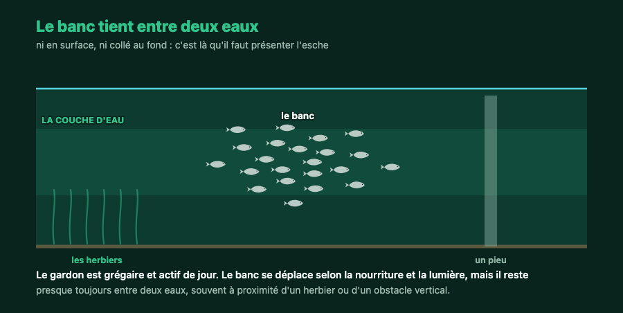 Coupe montrant un banc de gardons tenant entre deux eaux, près d'un herbier et d'un pieu