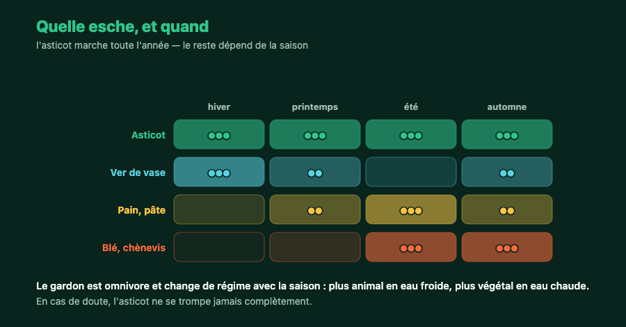 Tableau des esches à gardon selon la saison : asticot, ver de vase, pain et pâte, blé et chènevis