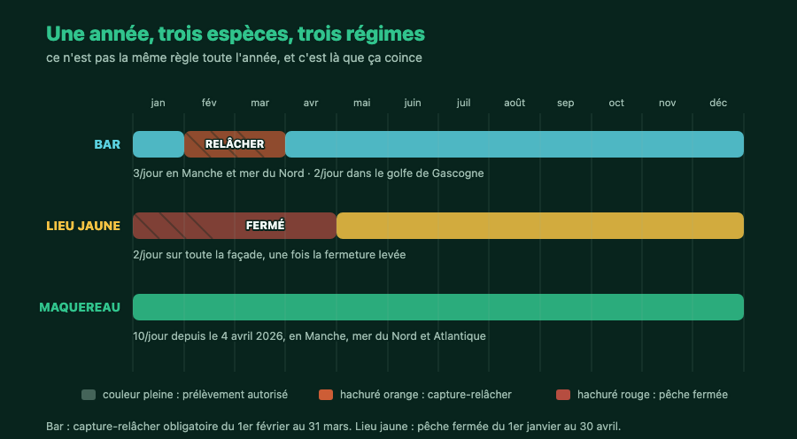 Calendrier annuel des trois espèces : périodes de prélèvement autorisé, de capture-relâcher obligatoire et de fermeture
