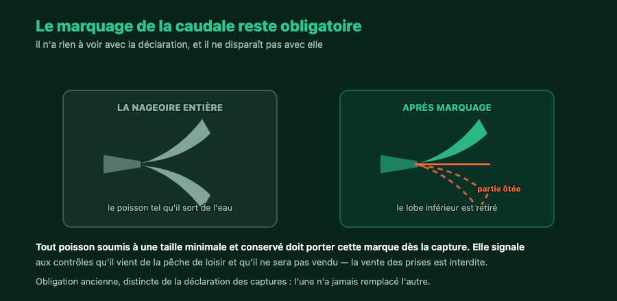 La nageoire caudale avant et après le marquage obligatoire : le lobe inférieur est retiré