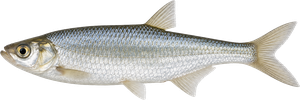 Ablette (Alburnus alburnus)