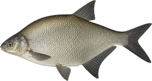Brème Commune (Abramis Brama)