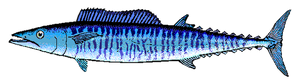 Wahoo (Thazard noir - Thon Banane) (Acanthocybium Solandri)