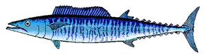 Wahoo (Thazard noir - Thon Banane) (Acanthocybium Solandri)