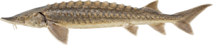 Esturgeon du Golfe du Mexique (Acipenser Oxyrinchus Desotoi)