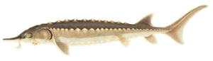Esturgeon Noir d'Amérique (Acipenser Oxyrinchus Oxyrinchus)