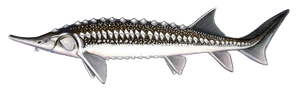 Esturgeon Étoilé (Sevruga) (Acipenser Stellatus)