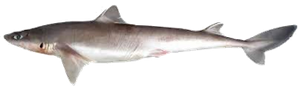 Aiguillat (Squalus acanthias)