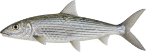 Poisson Banane (Bonefish) (Albula Spp.)