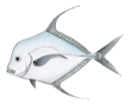 Cordonnier Bossu (Alectis Alexandrinus)