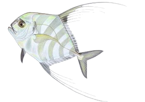 Cordonnier Fil (Carangue à Plumes) (Alectis Ciliaris)