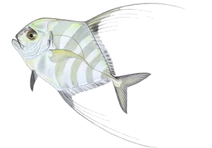 Cordonnier Fil (Carangue à Plumes) (Alectis Ciliaris)
