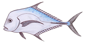 Cordonnier Plume (Alectis Indicus)