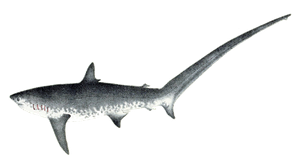 Requin Renard (Alopias Spp.)