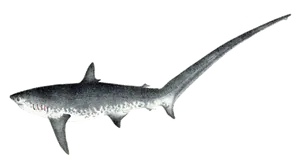 Requin Renard (Alopias Spp.)