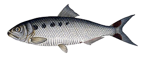 Alose (Alosa Alosa)