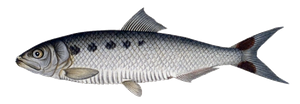 Alose Feinte (Alosa Fallax)