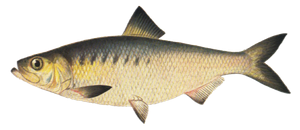 Alose Américaine (Alosa Mediocris)
